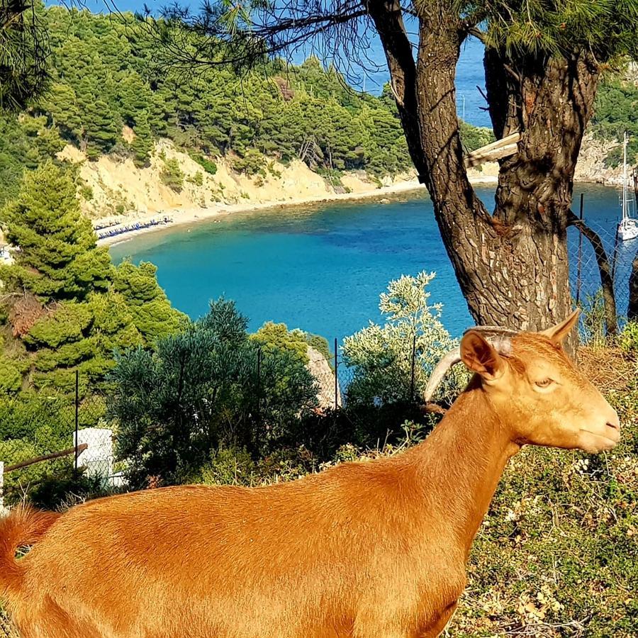 Mando Beachfront Στάφυλος Εξωτερικό φωτογραφία